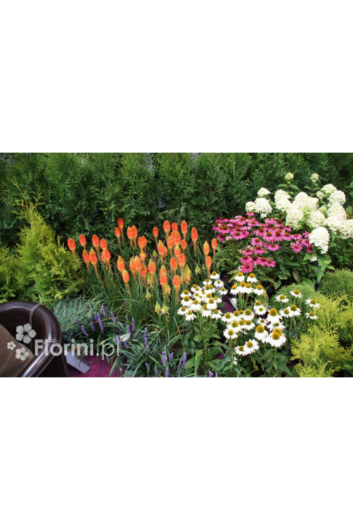 Trytoma groniasta 'Express' | Kniphofia uvaria