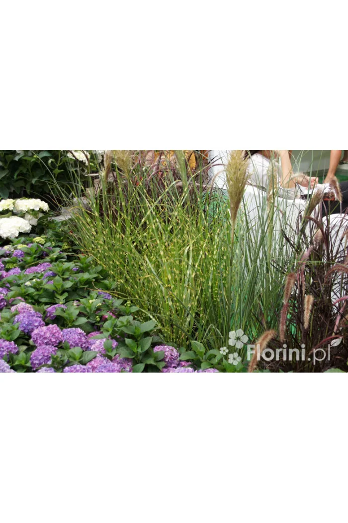 Miskant chiński 'Apache' | Miscanthus sinensis