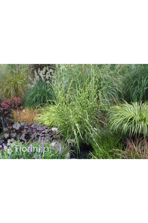 Miskant chiński 'Apache' | Miscanthus sinensis