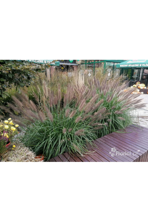 Rozplenica japońska 'Hameln' | Pennisetum alopecuroides