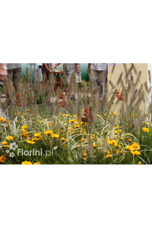 Rozplenica japońska 'Hameln' | Pennisetum alopecuroides