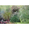 Rozplenica japońska 'Hameln' | Pennisetum alopecuroides