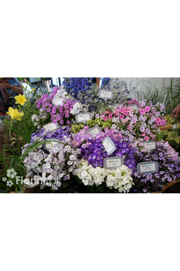 Floks wiechowaty 'Aureole' Phlox panniculata