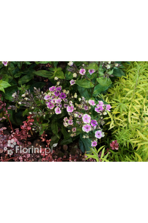 Floks wiechowaty 'Aureole' Phlox panniculata
