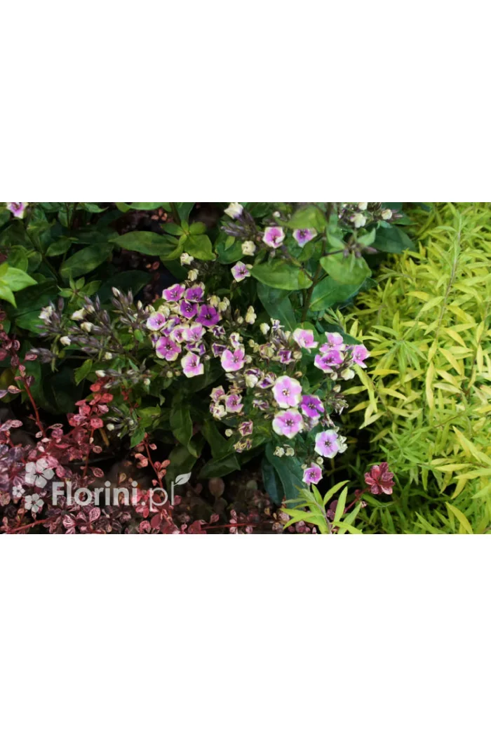 Floks wiechowaty 'Aureole' Phlox panniculata