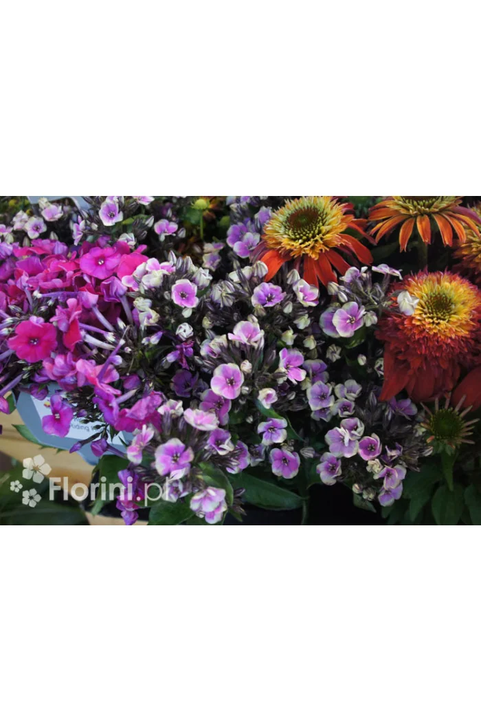 Floks wiechowaty 'Aureole' Phlox panniculata