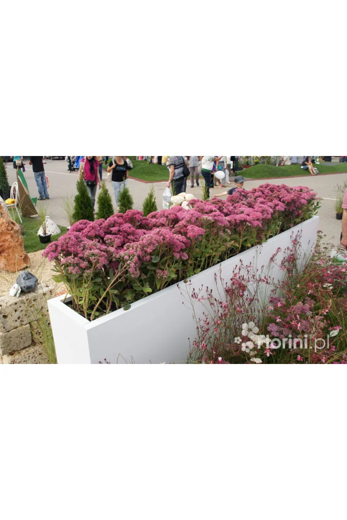 Rozchodnik okazały 'Brillant' | Sedum spectabile