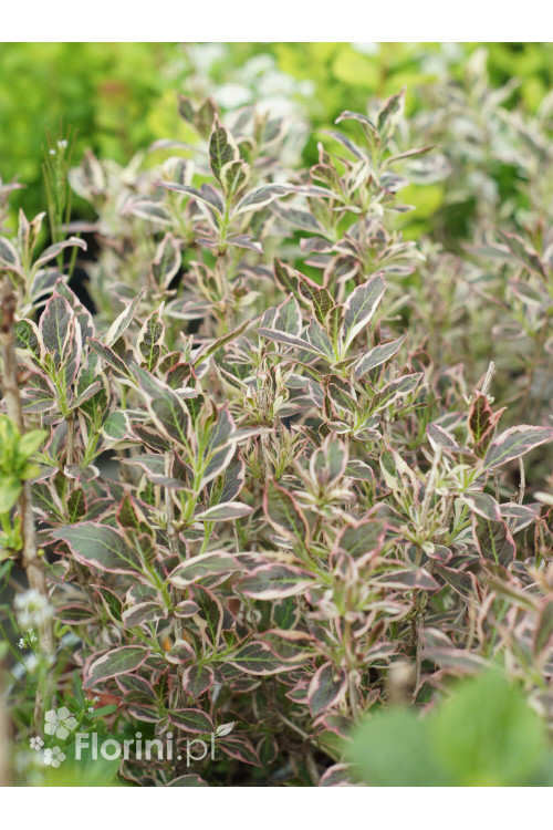 Krzewuszka cudowna 'Monet' | Weigela florida