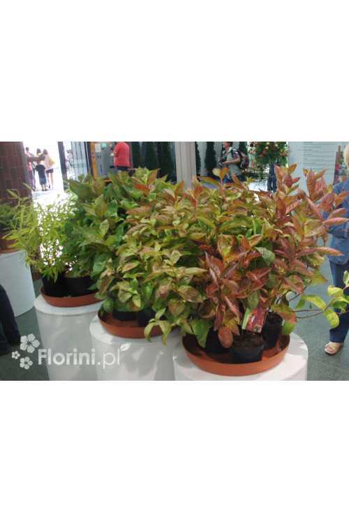 Krzewuszka cudowna 'Wings of Fire' | Weigela florida