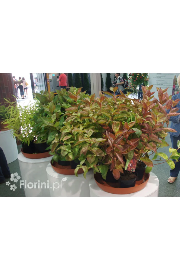 Krzewuszka cudowna 'Wings of Fire' | Weigela florida