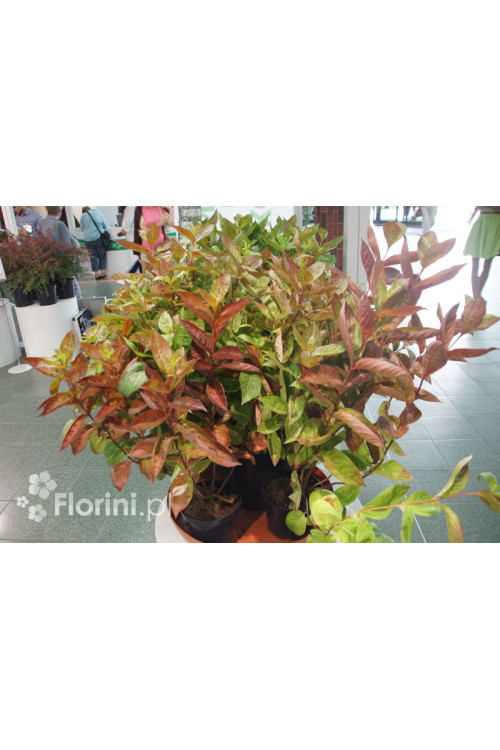 Krzewuszka cudowna 'Wings of Fire' | Weigela florida