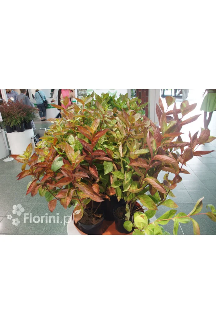 Krzewuszka cudowna 'Wings of Fire' | Weigela florida