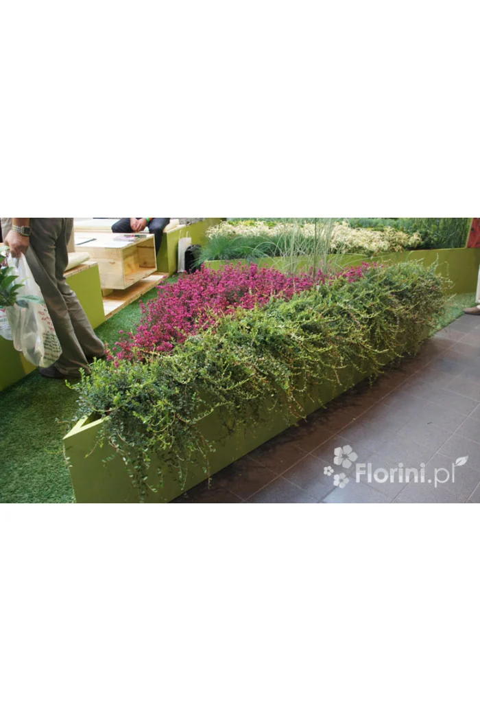 Żurawina wielkoowocowa Vaccinium macrocarpon