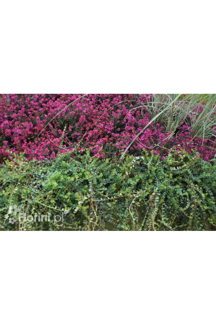 Żurawina wielkoowocowa Vaccinium macrocarpon