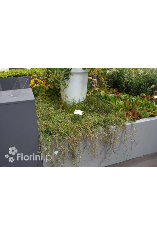 Żurawina wielkoowocowa Vaccinium macrocarpon