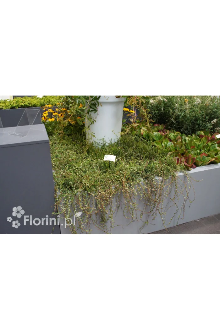 Żurawina wielkoowocowa Vaccinium macrocarpon