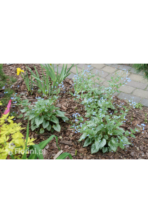Brunnera 'Jack Frost' | Brunnera