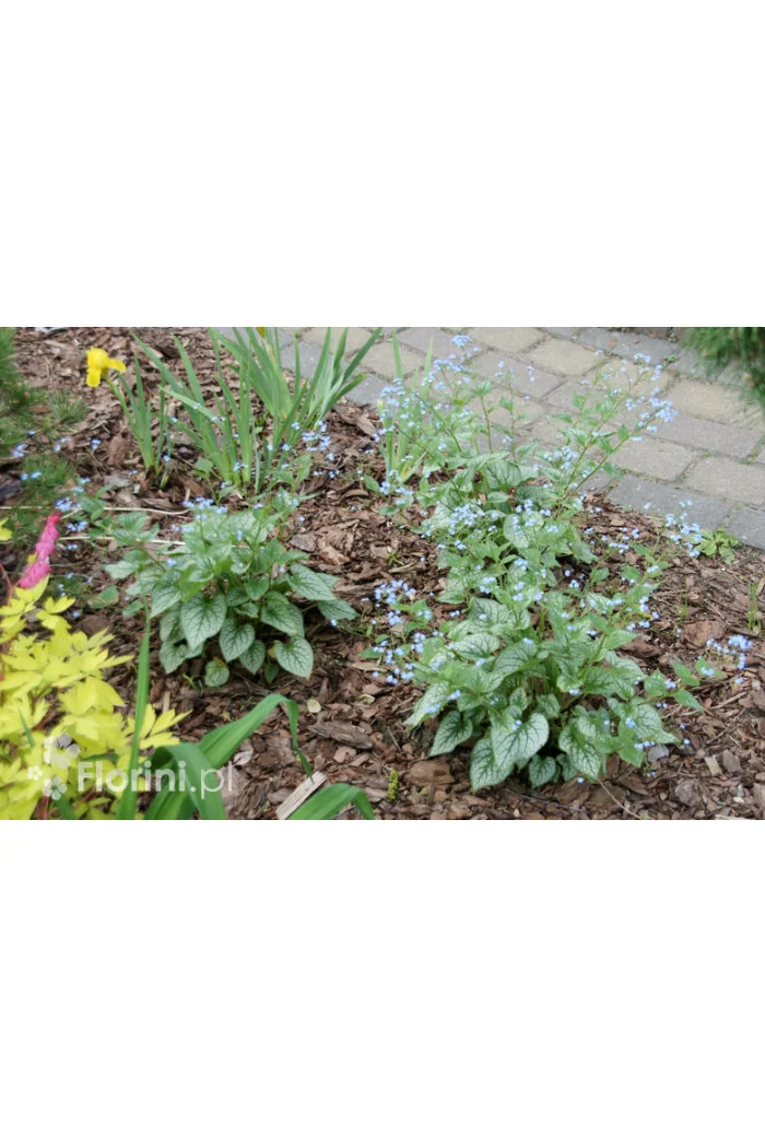 Brunnera 'Jack Frost' | Brunnera