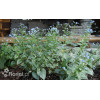 Brunnera sercolistna 'Looking Glass'| Brunnera macrophylla