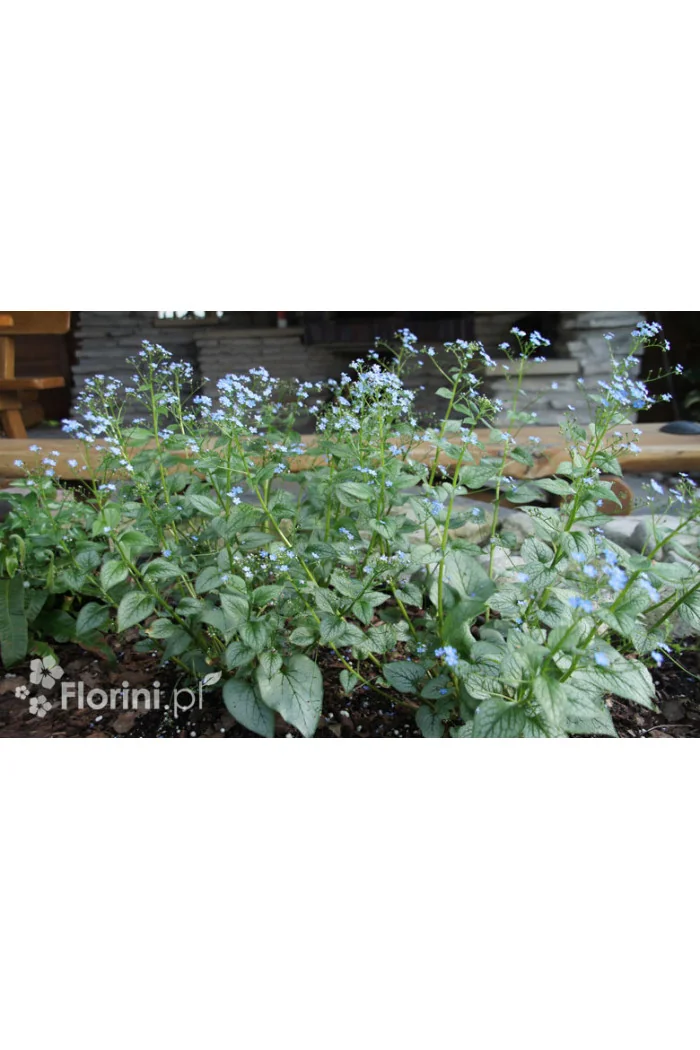 Brunnera sercolistna 'Looking Glass'| Brunnera macrophylla