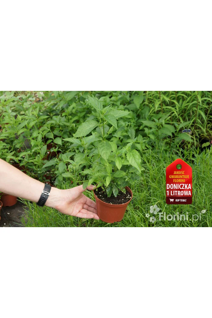 Żółwik | Chelone obliqua