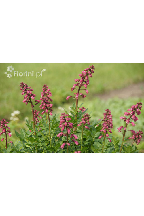 Dyptam jesionolistny | Dictamnus albus