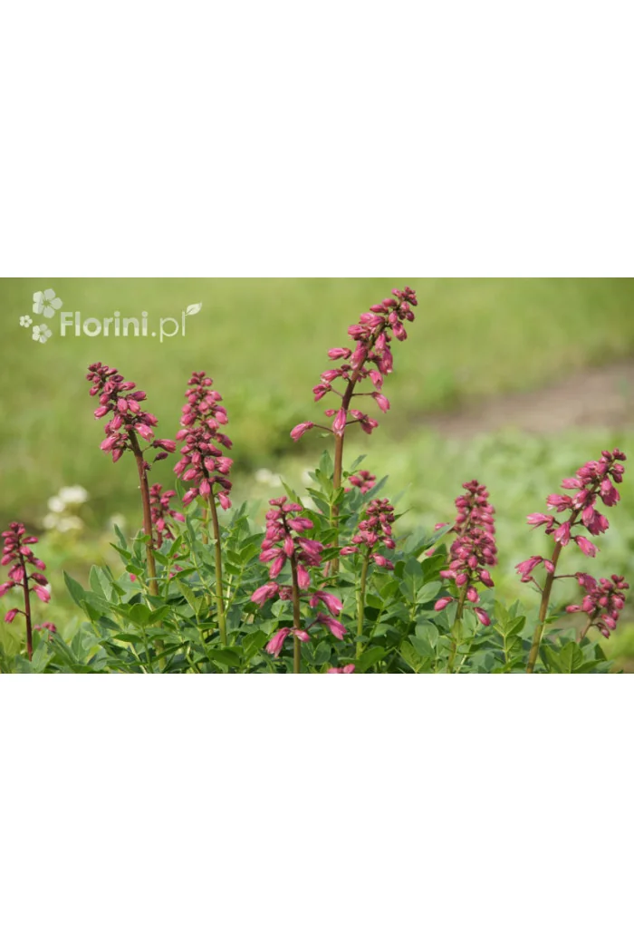 Dyptam jesionolistny | Dictamnus albus