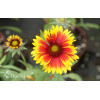 Gailardia 'Bijou' Gailardia