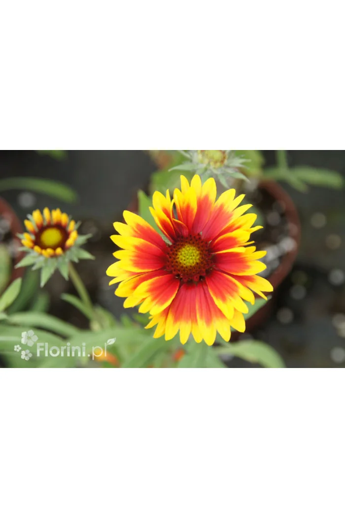 Gailardia 'Bijou' Gailardia