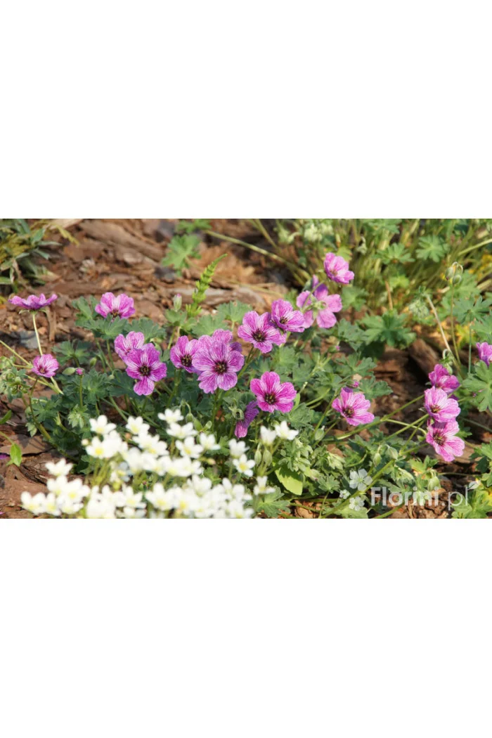 Bodziszek popielaty 'Ballerina' | Geranium cinereum