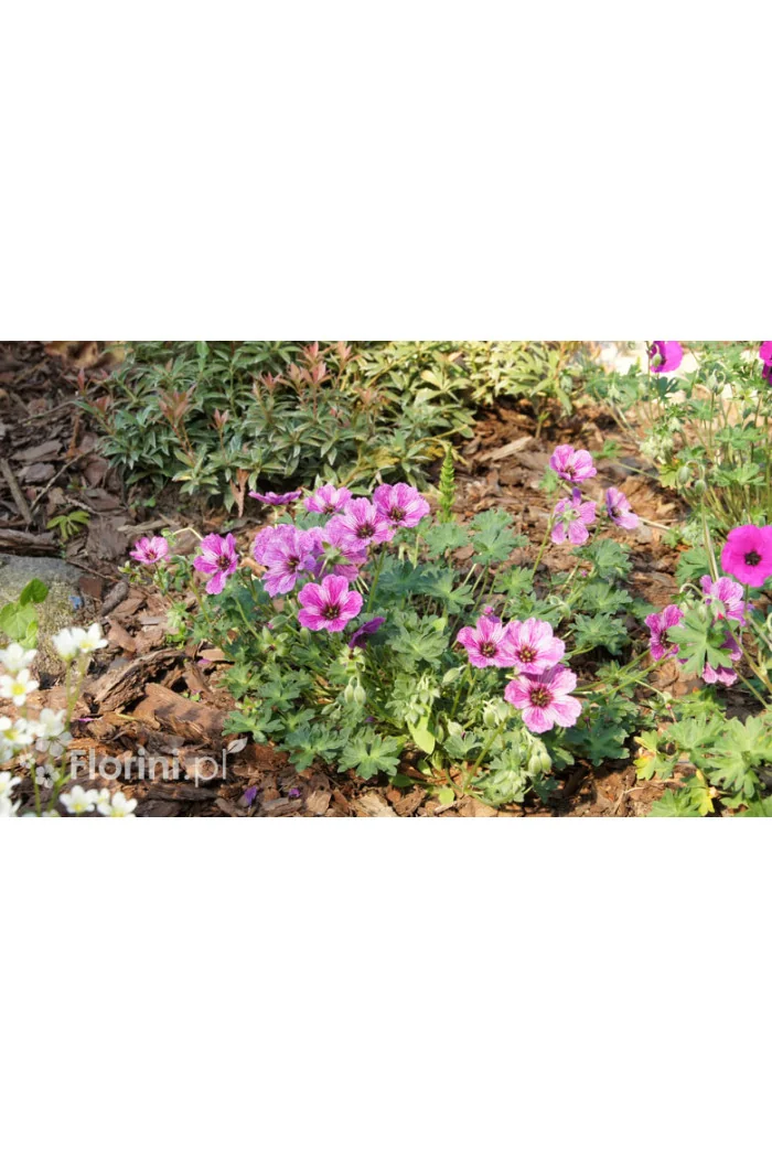 Bodziszek popielaty 'Ballerina' | Geranium cinereum