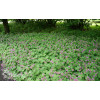 Bodziszek kantabryjski 'Karmina' Geranium cantabrigense