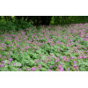 Bodziszek kantabryjski 'Karmina' Geranium cantabrigense