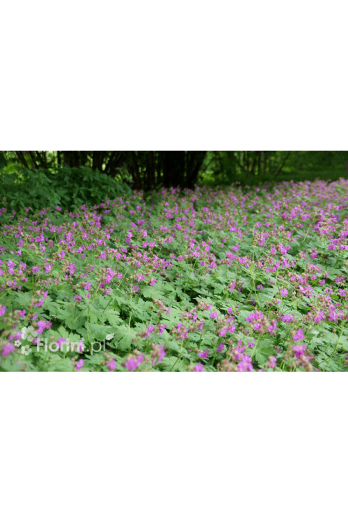 Bodziszek kantabryjski 'Karmina' Geranium cantabrigense