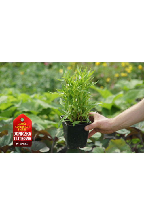 Dzielżan 'Ruby Tuesday' Helenium