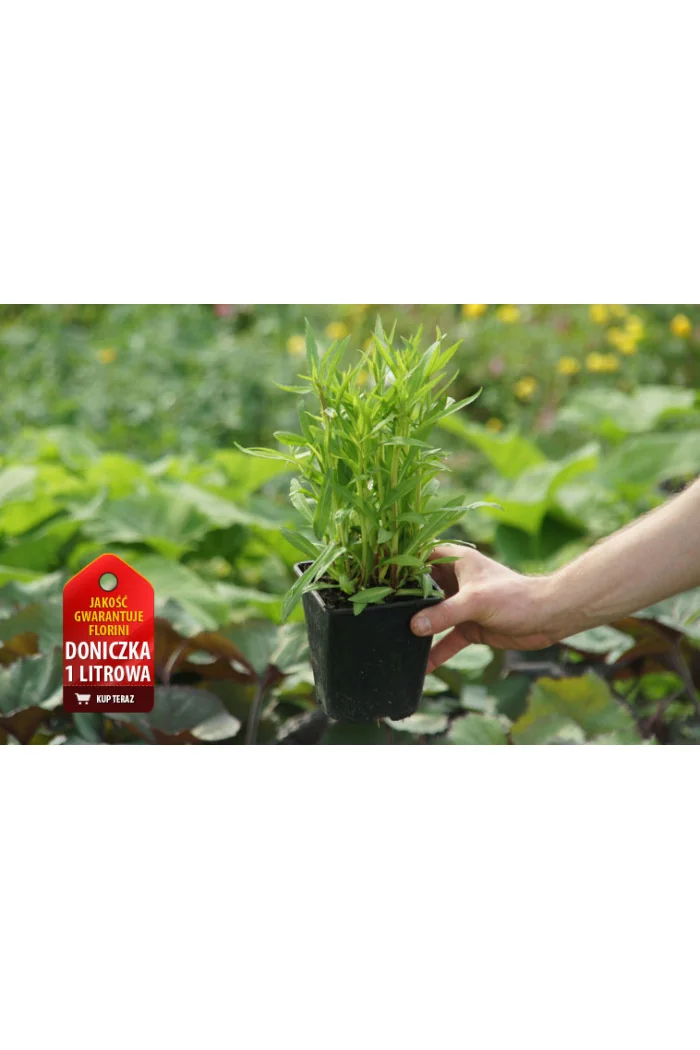 Dzielżan 'Ruby Tuesday' Helenium