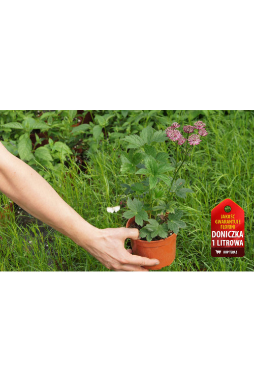 Jarzmianka 'Ruby Cloud' Astrantia