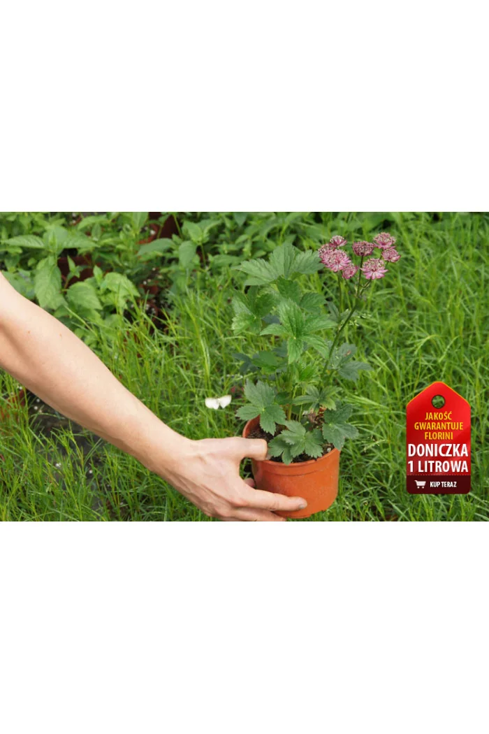 Jarzmianka 'Ruby Cloud' Astrantia