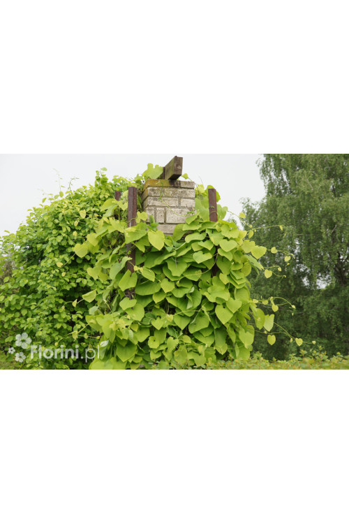 Kokornak wielkolistny | Aristolochia durior