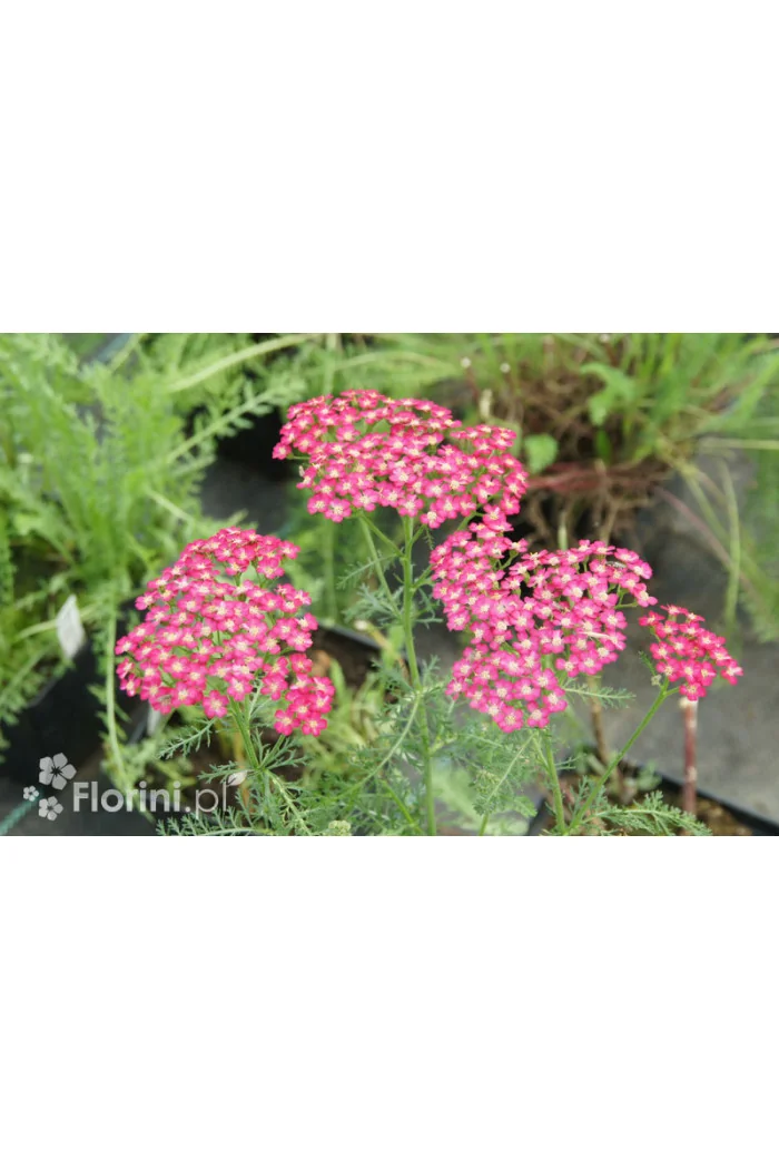 Krwawnik pospolity 'Purpurglut' Achillea millefolia