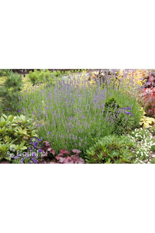 Lawenda wąskolistna | Lavandula angustifolia