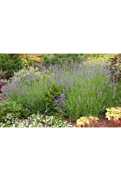 Lawenda wąskolistna | Lavandula angustifolia