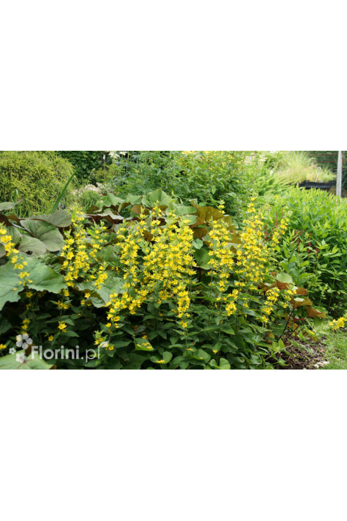 tojeść, lysimachia