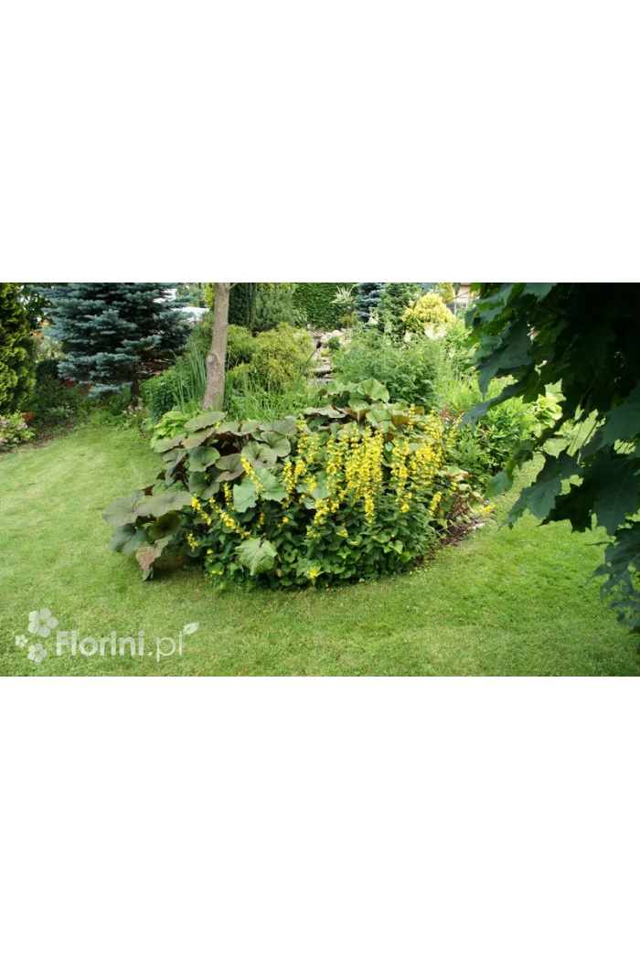 tojeść, lysimachia