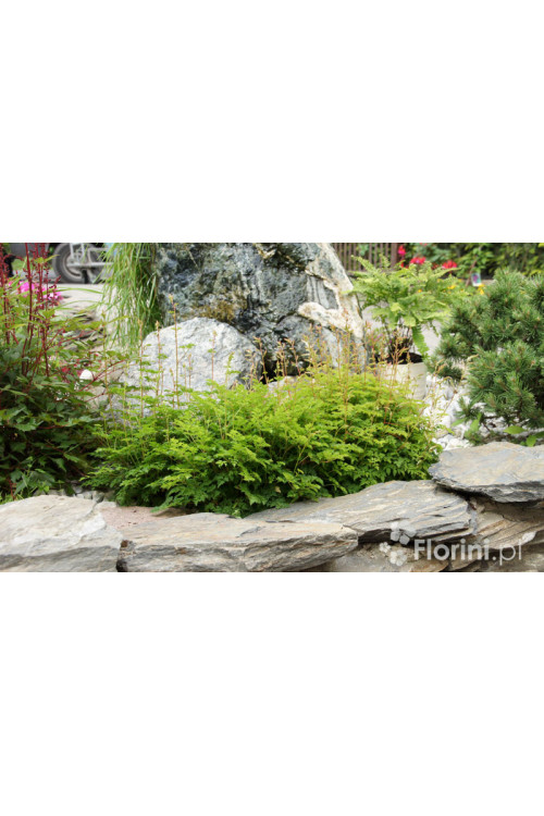 Parzydło lśniące | Aruncus aethusifolius