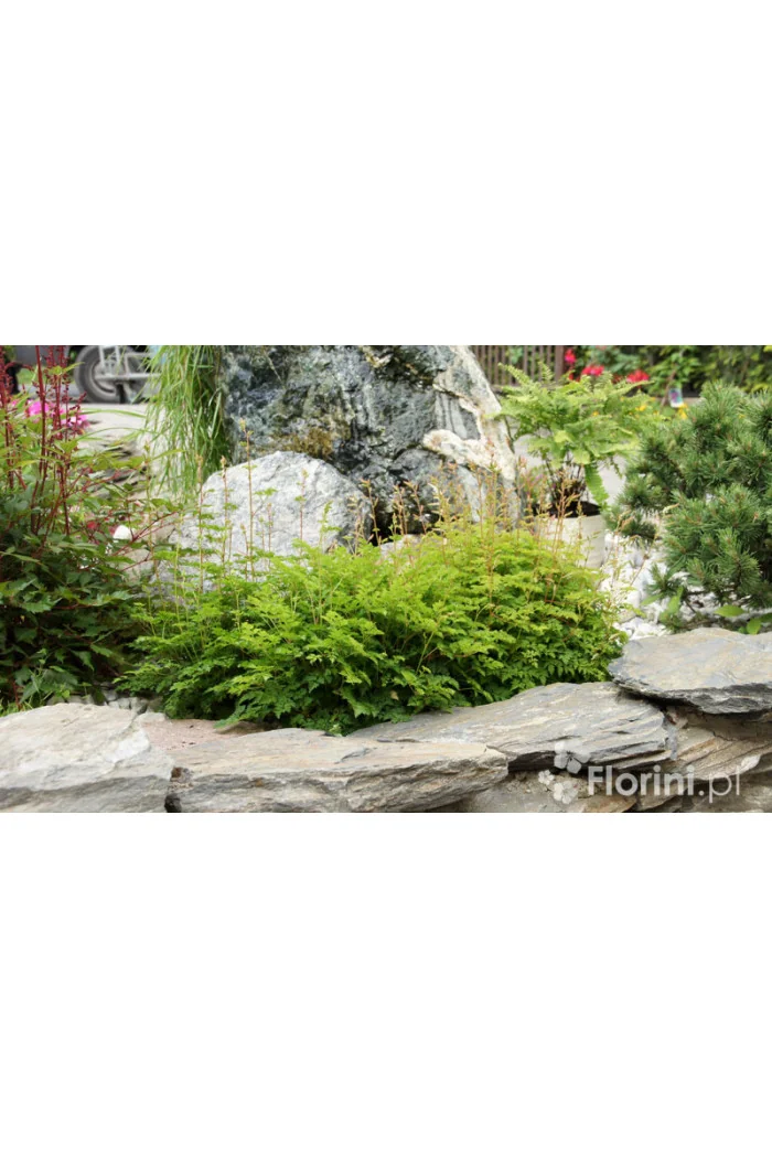 Parzydło lśniące | Aruncus aethusifolius