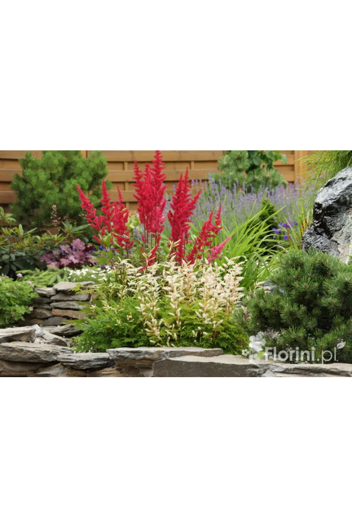 Parzydło lśniące | Aruncus aethusifolius