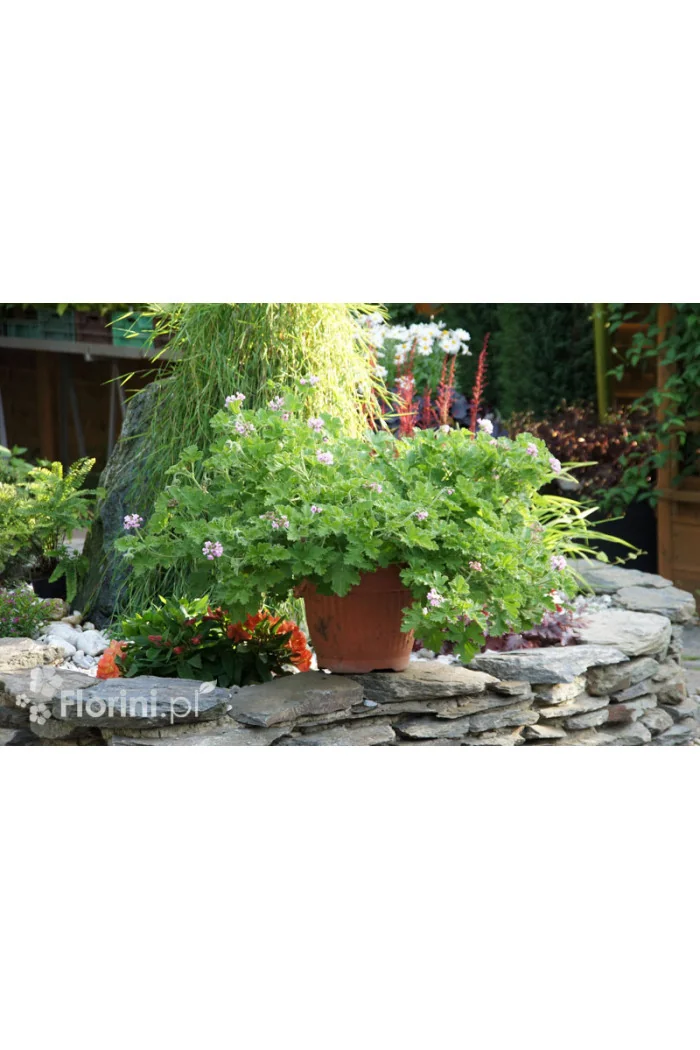 pelargonia zapachowa, pelargonia różana, pelargonia o zapachu róży