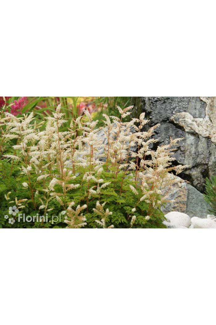 Parzydło lśniące | Aruncus aethusifolius