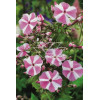 Floks plamisty 'Natasha' Phlox maculata